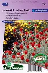 Gonfrena, Falso Trifoglio Strawberry Fields - Gomphrena haageana