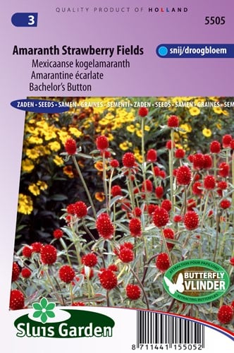 Gonfrena, Falso Trifoglio Strawberry Fields - Gomphrena haageana