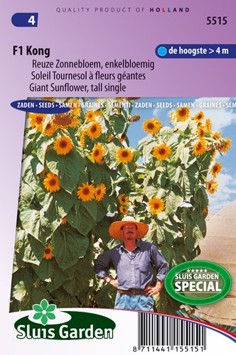 Girasole F1 Kong (Helianthus)