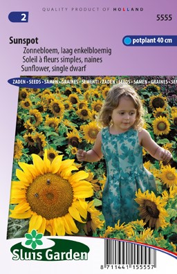 Girasole Macchia solare, basso (Helianthus)