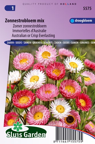 Misto di fiori giganti australiani Helipterum Roseum (Helipterum / Acroclinium)