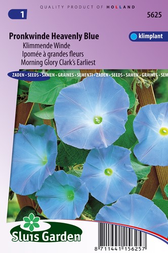 Ipomea Heavenly blue - Ipomoea