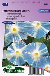 Ipomea Flying Saucer - Ipomoea