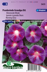 Ipomoea Grandpa Ott – Ipomoea