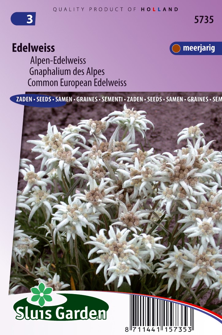 Acquistare Stella Alpina - Edelweiss (Leontopodium Alpinum)? Ordinate  online su Florablom