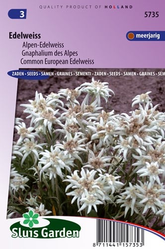 Stella Alpina - Edelweiss (Leontopodium Alpinum)