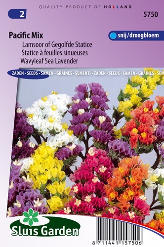 Statice Pacific Mix (Statice)