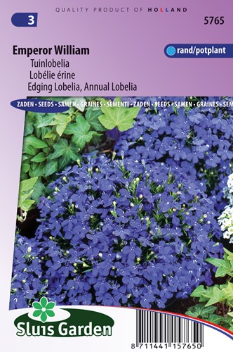 Lobelia 'Emperor William'