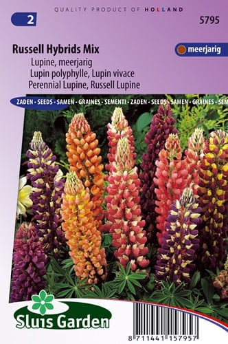 Lupino Russell Ibridi Mix - Lupinus