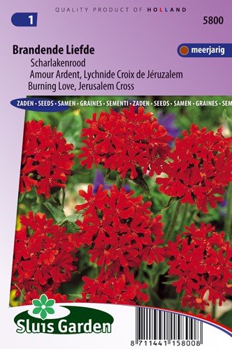 Croce di Gerusalemme (Lychnis chalcedonica)