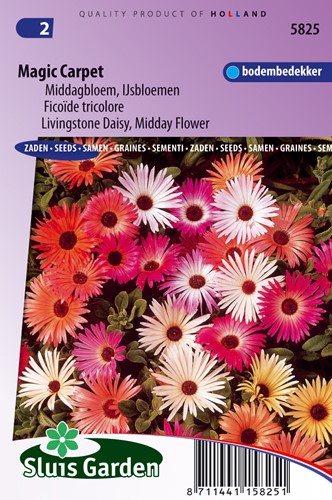 Mix di Doreanthus 'Magic Carpet'