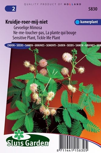 Mimosa pudica (Mimosa)