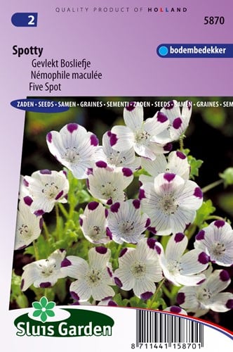 Nemophila 'Spotty' - Nemophila maculata