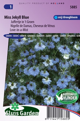 Nigella damascena 'Miss Jekull Blu' – fanciullaccia