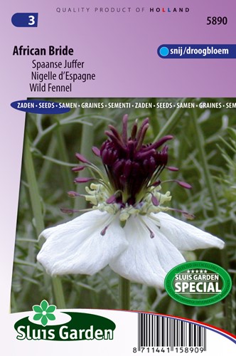Nigella ‘African Bride’ – Cumino Nero