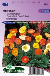 Papavero d'Islanda 'Artist's Glory' (papaver nudicaule)