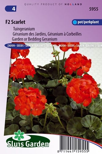 Geranio F2 Scarlet