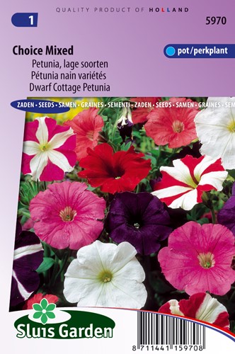 Selezione mix di Petunia basse