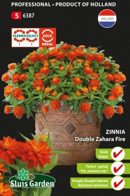 Zinnia 'Zahara Fire double'