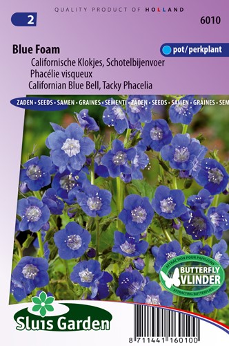 Phacelia 'Blue Foam' - Facelia salva-api (Phacelia)