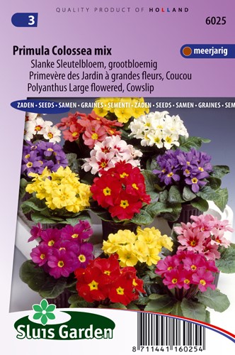 Primula 'Colossea' Mix - Sluis Garden