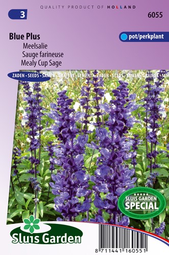 Salvia 'Blue Plus' - Salvia Farinacea