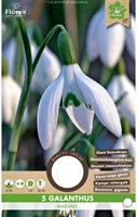 Galanthus Maximus – Sneeuwklokjes