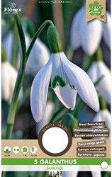 Galanthus Maximus – Sneeuwklokjes