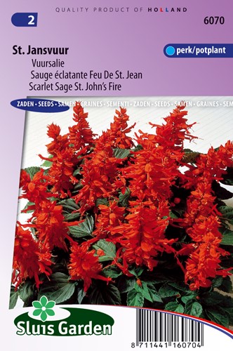 Salvia Splendens Rossa