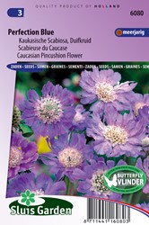 Duifkruid Perfection Blue (Scabiosa)