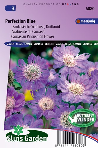 Scabiosa Caucasica 'Perfection Blu '