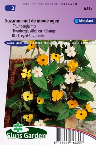 Assortimento Susana Occhineri Alata (Thunbergia)