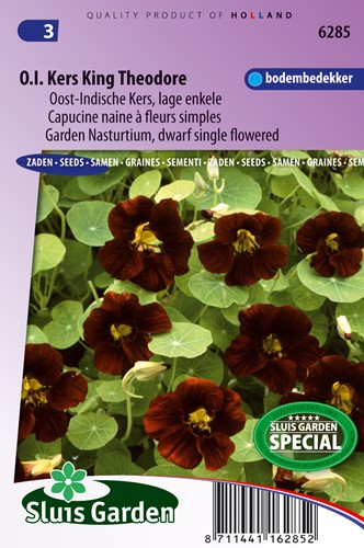 Nasturzio King Theodore (Tropaeolum majus)