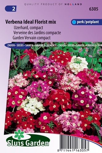 Mix Verbena Ideale Fiorista