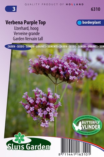 Verbena 'Purple Top' (Verbena)