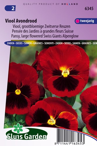 Viola wittrockiana 'Avondrood'