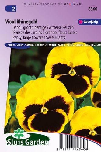 Viola wittrockiana 'Rhinegold' - Sluis Garden