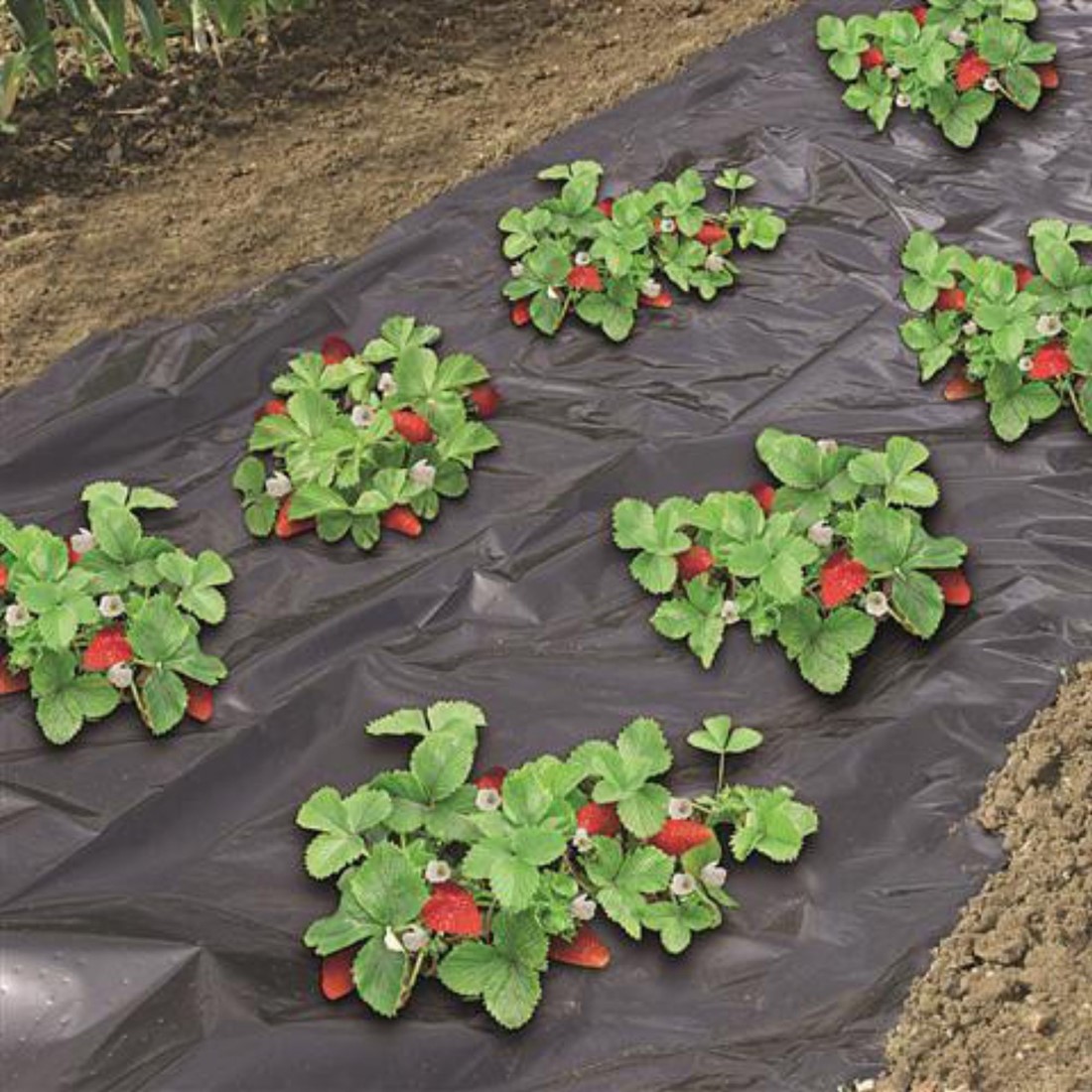 40 Dischi Pacciamatura Tessuto Nero Per Fragole - Antierba Rotondo 27cm - Protezione Piante Giardino E Frutteto