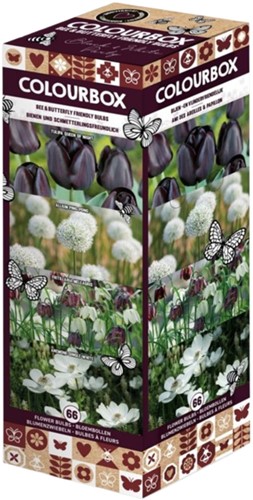 Colourbox Nero e Bianco – Miscuglio di bulbi da fiore