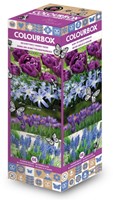 Colourbox Blu – Miscuglio di bulbi da fiore