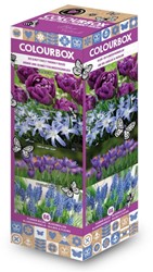 Colourbox Blu – Miscuglio di bulbi da fiore