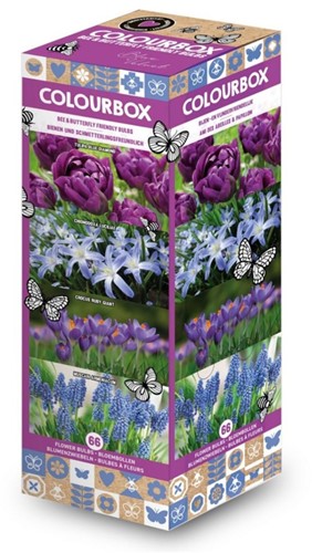 Colourbox Blu – Miscuglio di bulbi da fiore
