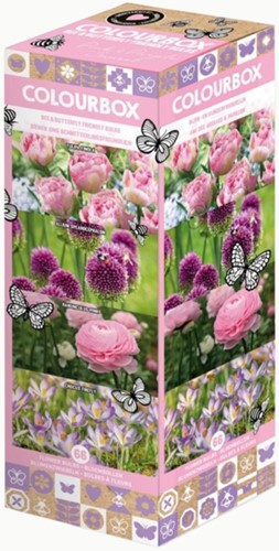 Colourbox Rosa & Viola – Miscuglio di bulbi da fiore