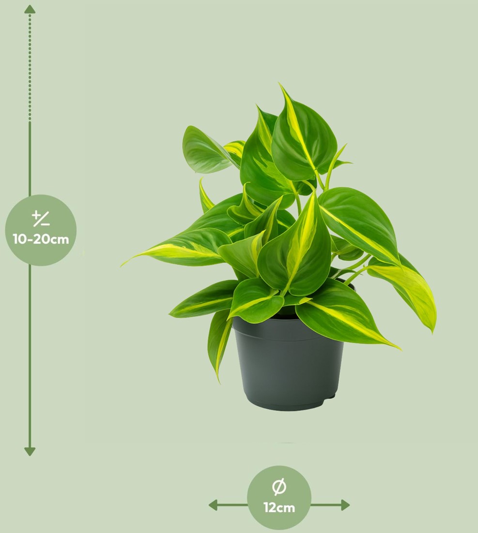 hanging plant dwg free FREE plants DWG CAD Blocks in Plan and Elevation – Cadnature main image 1