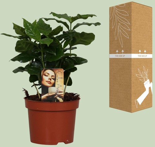 Coffea Arabica - Ø12cm - 25cm-2