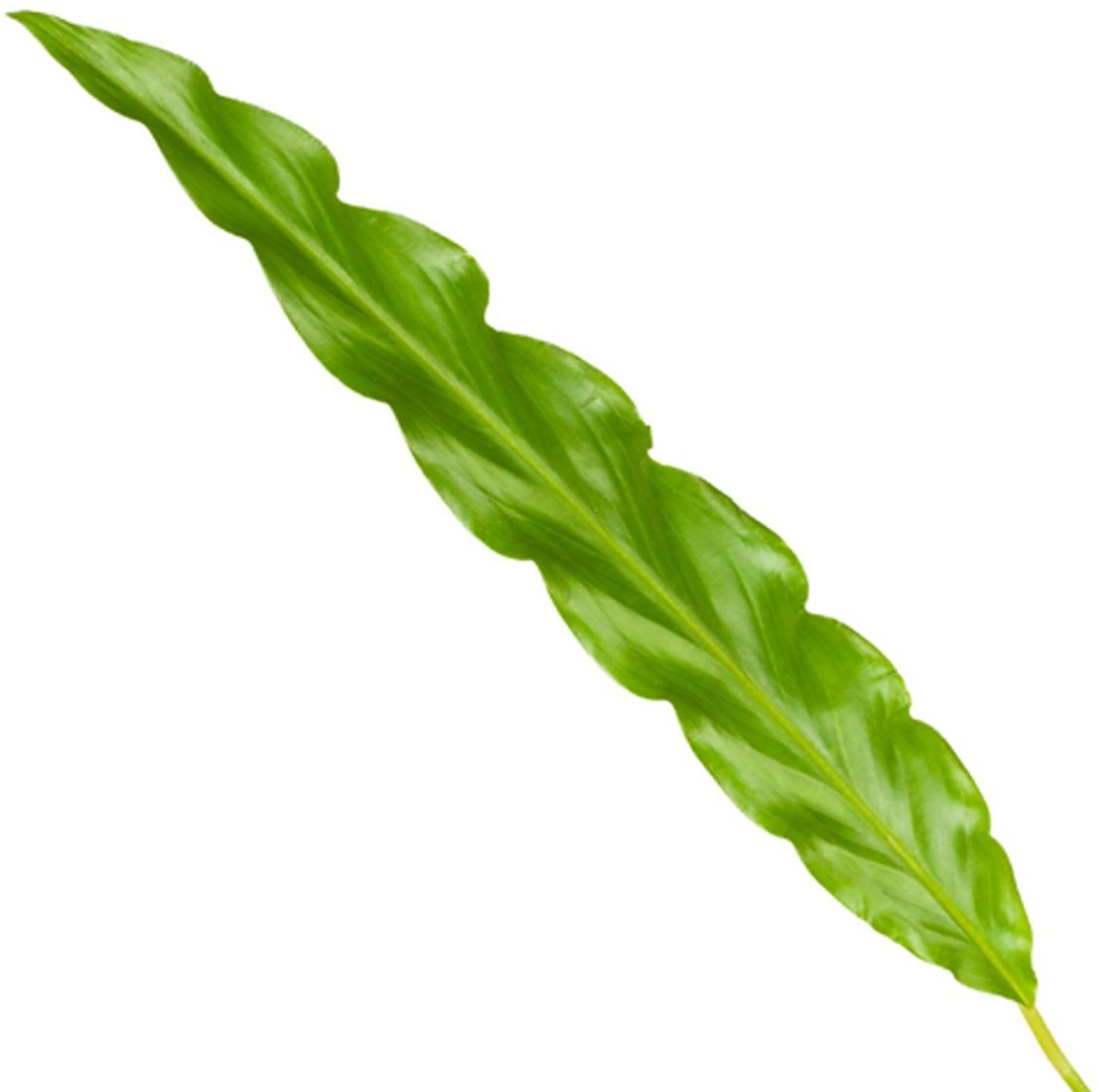 Calathea Elgergrass - 70cm - 17cm Florablom
