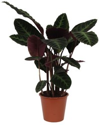 Calathea Warscewiczii - 90cm - Ø21cm