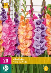 Gladiolus Viva la Vida – Gladiolo