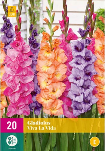 Gladiolus Viva la Vida – Gladiolo