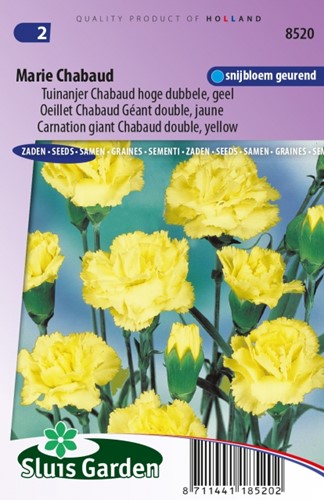 Garofano doppio Marie Chabaud - Dianthus